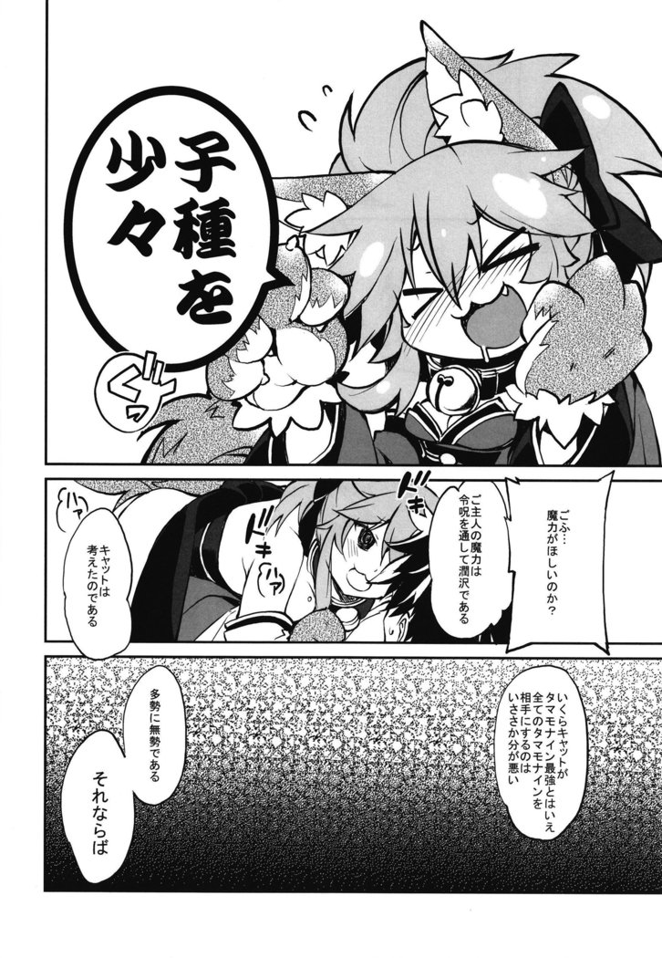 猫ちゃんこずくり大作戦